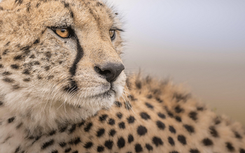 Little Governors' Camp: Gepard