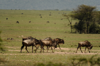 Mara Siana Camp: Gnugruppe