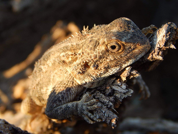Mesosaurus Fossil Camp: Agame