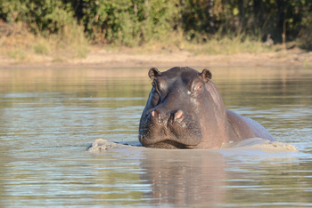 Muddy Teak Camp: Hippo
