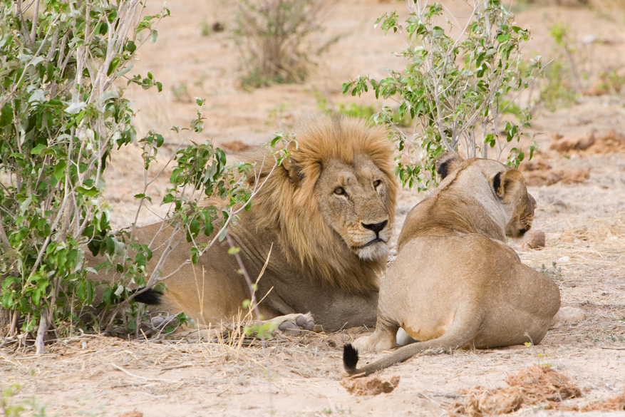 Mushara Game Drive