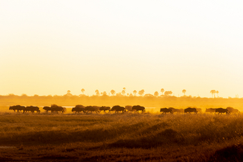Camp Kalahari Camp Kalahari: Gnuherde