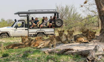Nehimba Lodge: Müde Löwengruppe