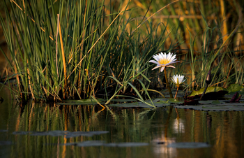 Nkasa Lupala Tented Lodge: Seerosen
