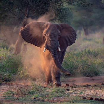 Oliver's Camp: Staubbad