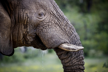 Ongava Tented Camp: Entspannter Elefant