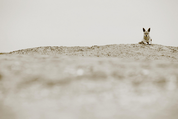 Pelican Point Lodge: Schakal auf einer Sandbank