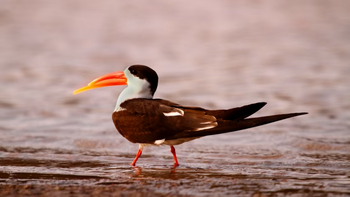 Reni Pani Jungle Lodge: Indian Skimmer