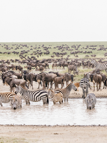 Roving Bushtops Camp: Zebras im Wasserloch