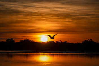 Saguni Safari Lodge Saguni Safari Lodge: Reihersilhouette