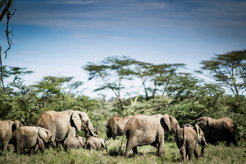 Segera Retreat: Elefantenherde