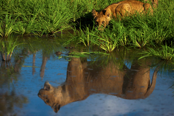 Selinda Camp Selinda Camp: Löwe im Spiegel