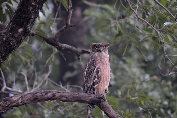 Shergarh Tented Camp: Indian Eagle Owl