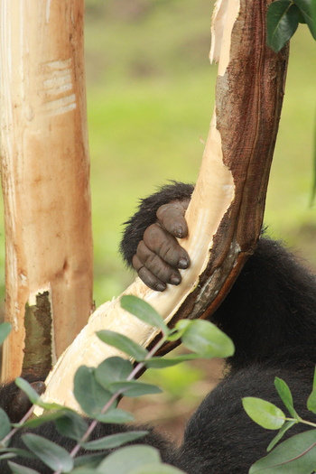 Singita Kwitonda Lodge: Gorillahand