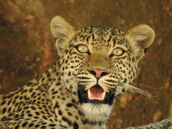 Splash Camp: Leopard