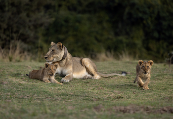 Sungani Lodge Sungani Lodge: Löwin mit Jungtieren