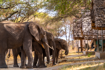 Tarangire Safari Lodge: Elefantenfamilie