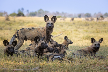 Tawana Camp: Wildhunde