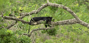 The Bison Resort: Schwarzer Panther