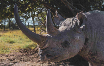 The River Camp: Rhinoceros durchstreift offene Grassavanne am Mittag