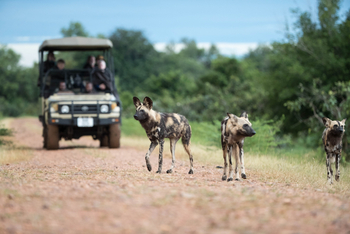 Time + Tide South Luangwa Time + Tide South Luangwa: Game Drives