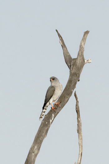 Tuludi Camp: Pale Chanting Goshawk