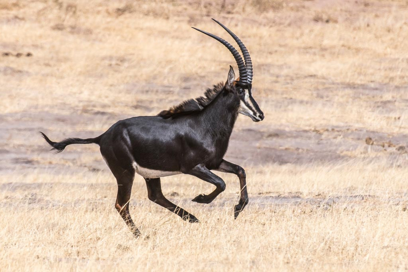 Verney's Camp Verney's Camp: Säbelantilope