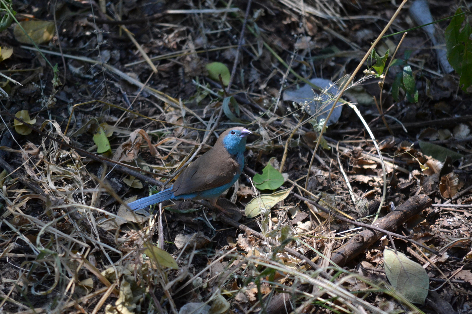 Victoria Falls River Lodge Victoria Falls River Lodge: Blue Waxbill
