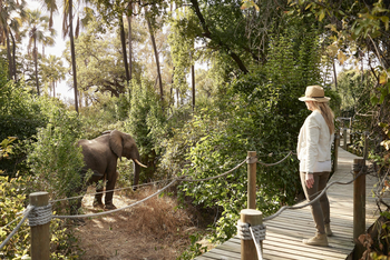 Victoria Falls River Lodge Victoria Falls River Lodge: Elefant auf dem Gelände