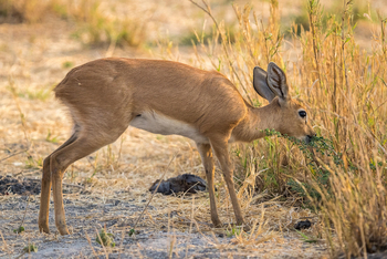 Mokete Camp: Steenbuck