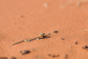 andBeyond Sossusvlei Desert Lodge: Gekko