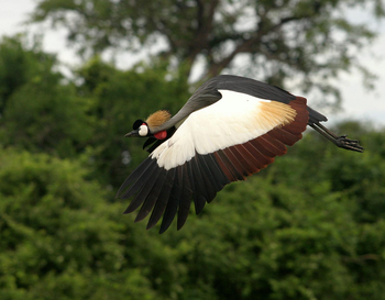 Bushcamp Company: Kronenkranich