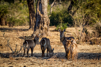 Chikwenya Camp Chikwenya Camp: Tierfamilie im Freien