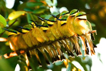 Chobe Princess: Little Bee-Eaters