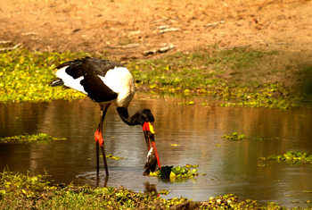 Tusk and Mane Safaris Tusk and Mane Safaris: Fischender Sattelstorch