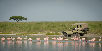 Dunia Camp: Flamingos