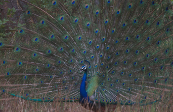 Flame of the Forest Safari Lodge: Pfau