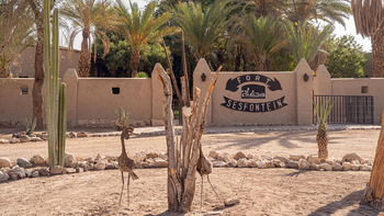 Fort Sesfontein Lodge: Wüstenhof mit Holzskulptur und Kakteen