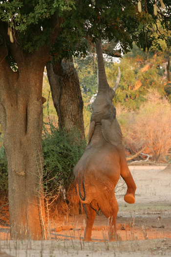 Goliath Tented Camp Goliath Tented Camp: Faidherbia-Albida oder Ana-Baum mit Elefant