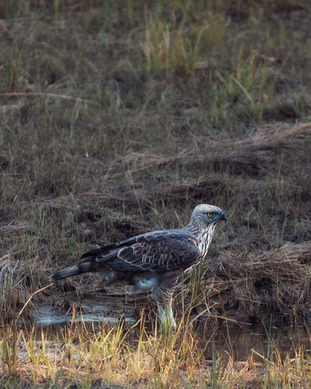 Jaagir Manor: Osprey