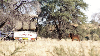 Kalahari Game Lodge Kalahari Game Lodge: Löwe