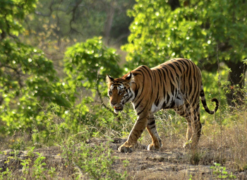 Ken River Lodge: Tiger