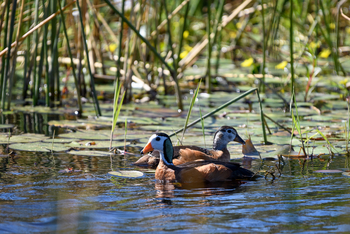 King's Pool Camp King's Pool Camp: Pygmy Geese