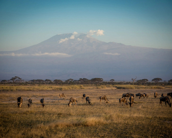 Kitirua Plains Lodge: Gnuherde