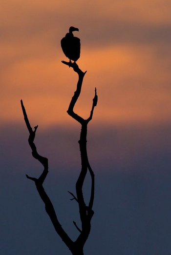 Luambe Camp: Weißrückengeier