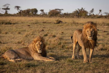 Mahali Mzuri: Löwenbrüder