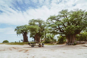 Migration Expeditions Camp Migration Expeditions Camp: Baines Baobabs