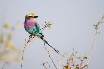 Mupamadzi Walking Safari: Lilac-breasted Roller
