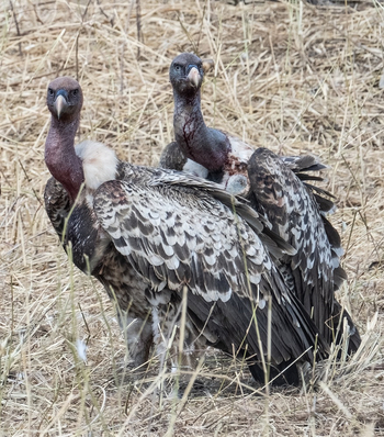 Naona Moru Camp: Geier
