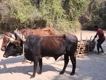Ngepi Camp: Ochsengespann